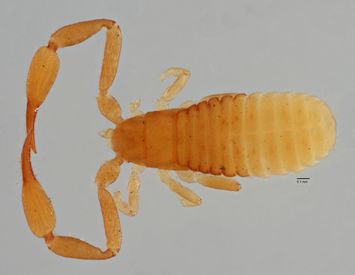 Vorschaubild Lophochernes gracilis Beier, 1943